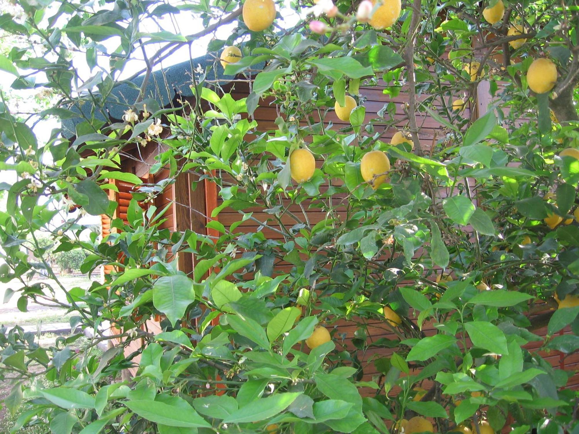 Ugur Pansiyon Bungalows Çıralı 외부 사진